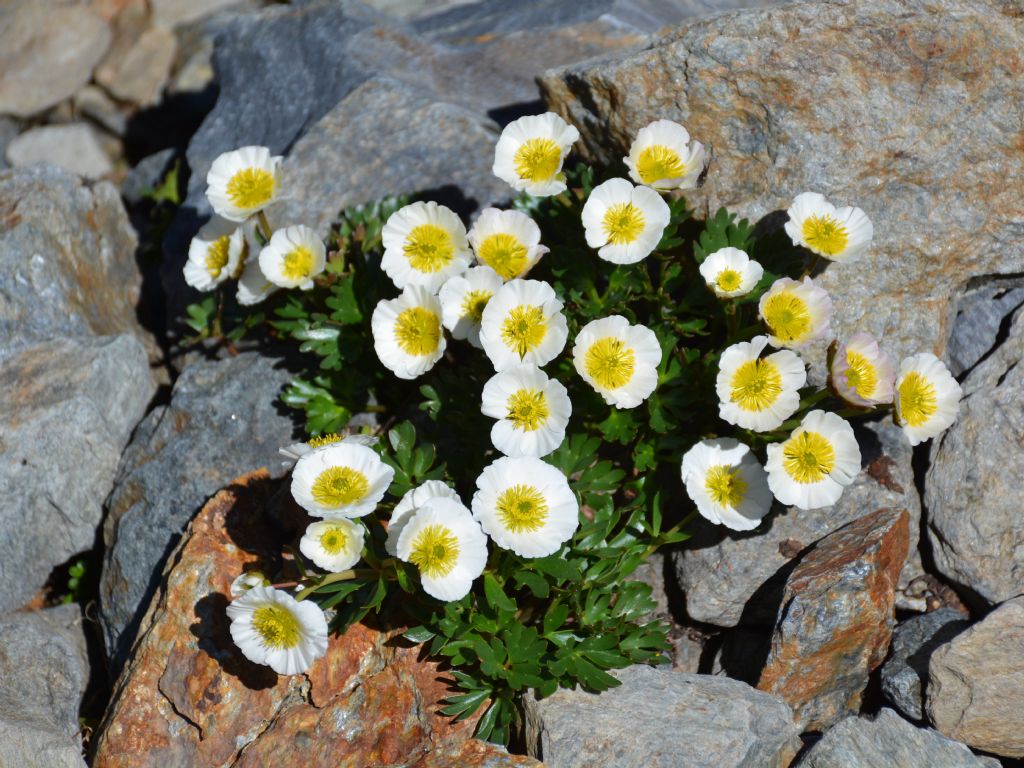 Ranunculus glacialis / Ranuncolo dei ghiacciai